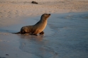 079 SeaLions44